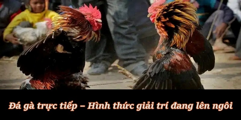 Vì sao đá gà trực tiếp trở thành lựa chọn số 1 của bet thủ?